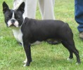 /album/galeria-de-fotos/boston-terrier-jpg/